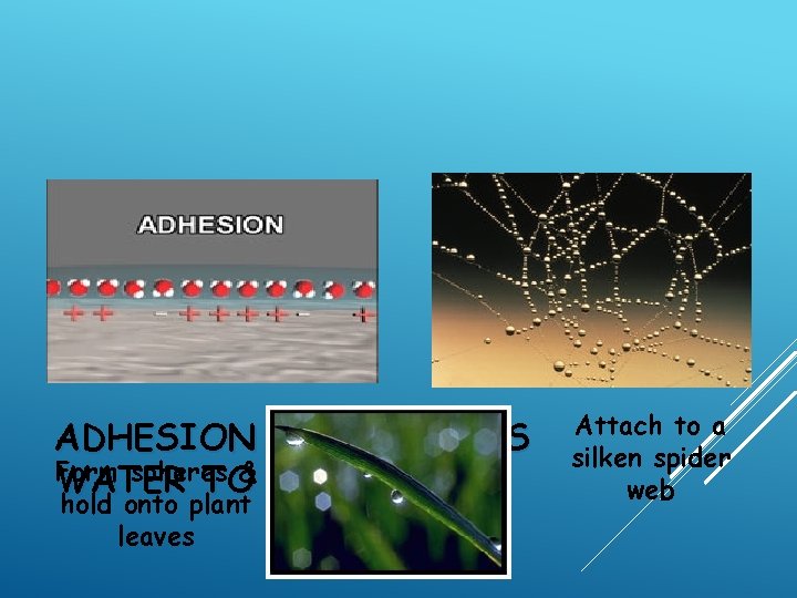 ADHESION ALSO CAUSES Form spheres WATER TO& … hold onto plant leaves Attach to