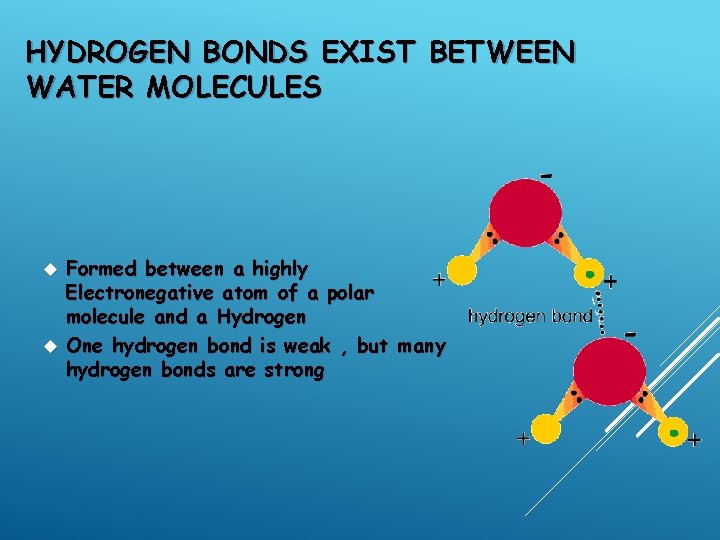 HYDROGEN BONDS EXIST BETWEEN WATER MOLECULES Formed between a highly Electronegative atom of a