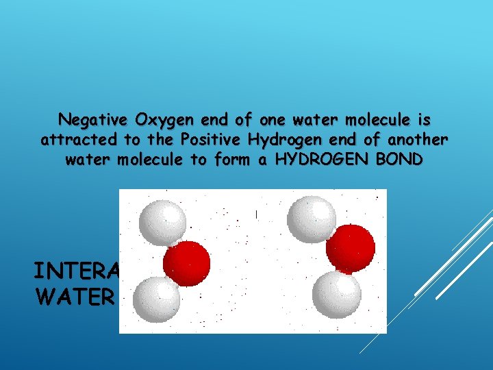 Negative Oxygen end of one water molecule is attracted to the Positive Hydrogen end