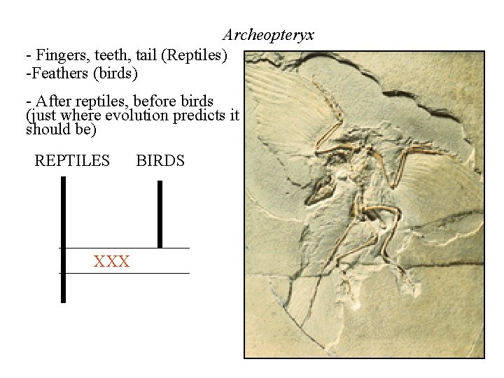 Archeopteryx - Fingers, teeth, tail (Reptiles) -Feathers (birds) - After reptiles, before birds (just