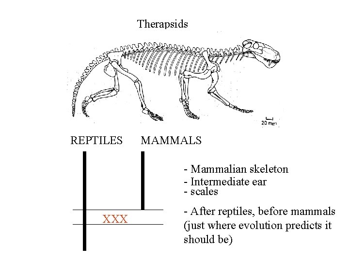 Therapsids REPTILES MAMMALS - Mammalian skeleton - Intermediate ear - scales XXX - After