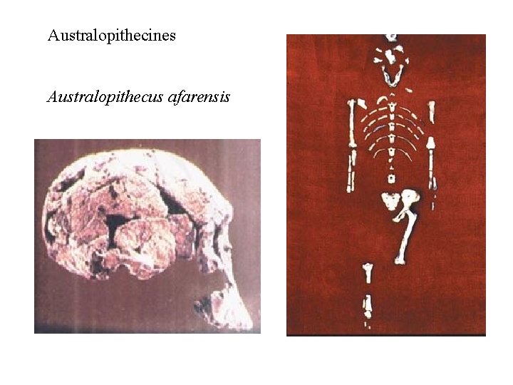 Australopithecines Australopithecus afarensis 