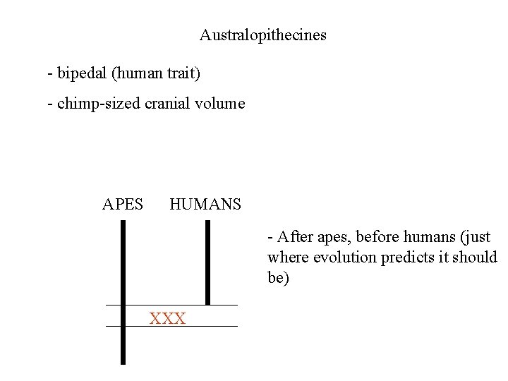 Australopithecines - bipedal (human trait) - chimp-sized cranial volume APES HUMANS - After apes,
