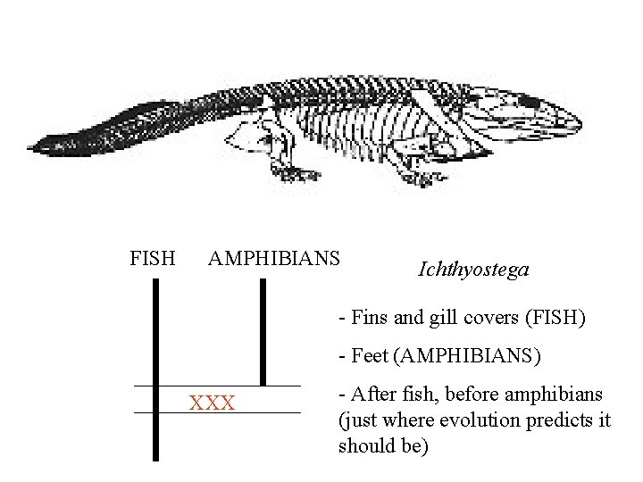 FISH AMPHIBIANS Ichthyostega - Fins and gill covers (FISH) - Feet (AMPHIBIANS) XXX -