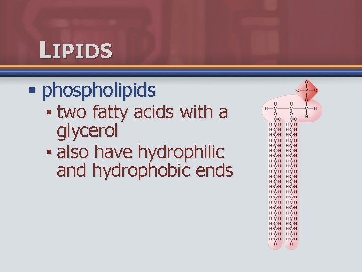 LIPIDS § phospholipids • two fatty acids with a glycerol • also have hydrophilic