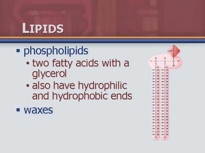 LIPIDS § phospholipids • two fatty acids with a glycerol • also have hydrophilic