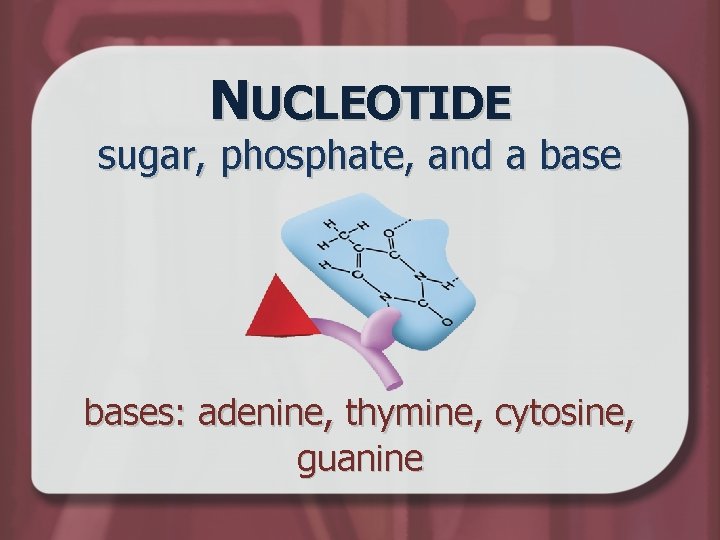 NUCLEOTIDE sugar, phosphate, and a bases: adenine, thymine, cytosine, guanine 