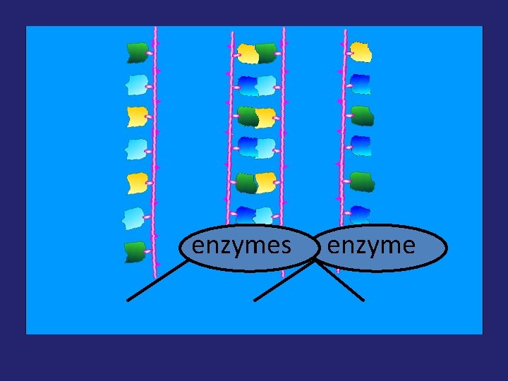enzymes enzyme 