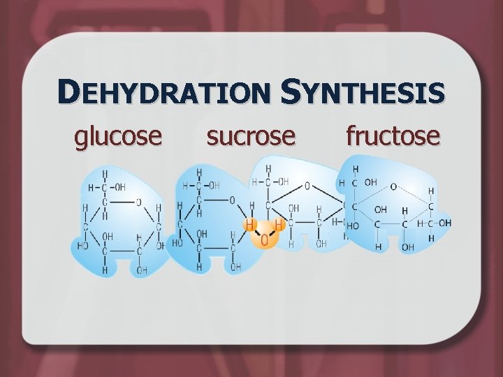 DEHYDRATION SYNTHESIS glucose sucrose fructose 