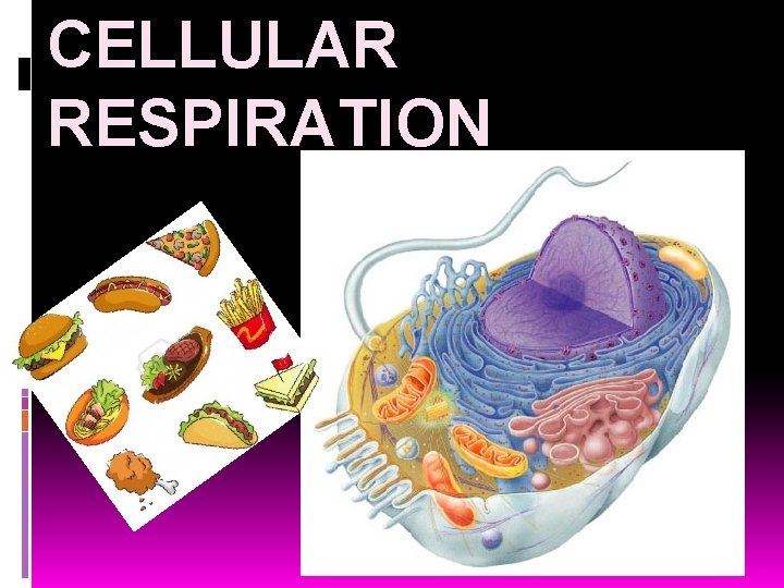 CELLULAR RESPIRATION 