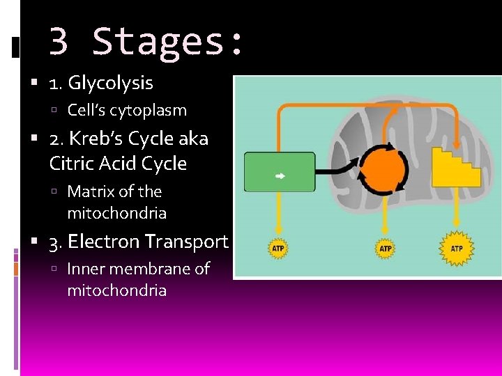 3 Stages: 1. Glycolysis Cell’s cytoplasm 2. Kreb’s Cycle aka Citric Acid Cycle Matrix