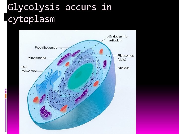 Glycolysis occurs in cytoplasm 