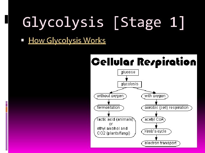 Glycolysis [Stage 1] How Glycolysis Works 