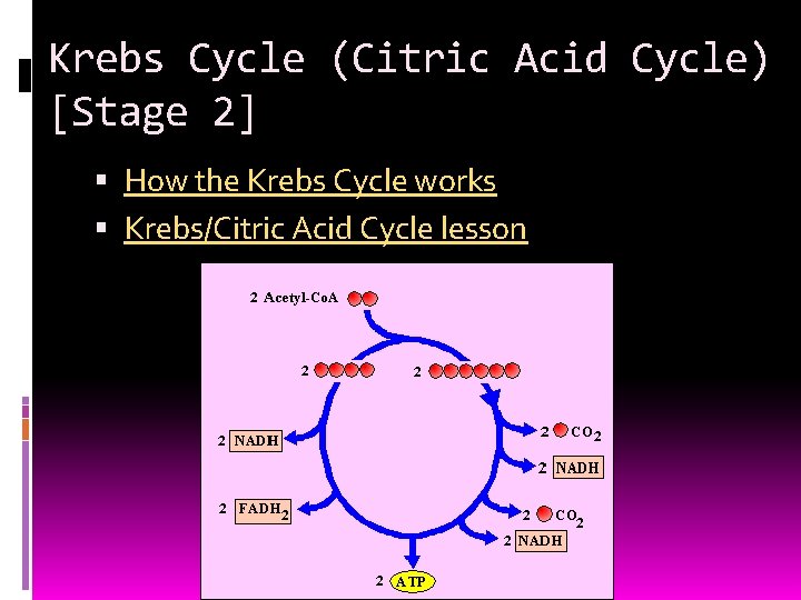 Krebs Cycle (Citric Acid Cycle) [Stage 2] How the Krebs Cycle works Krebs/Citric Acid