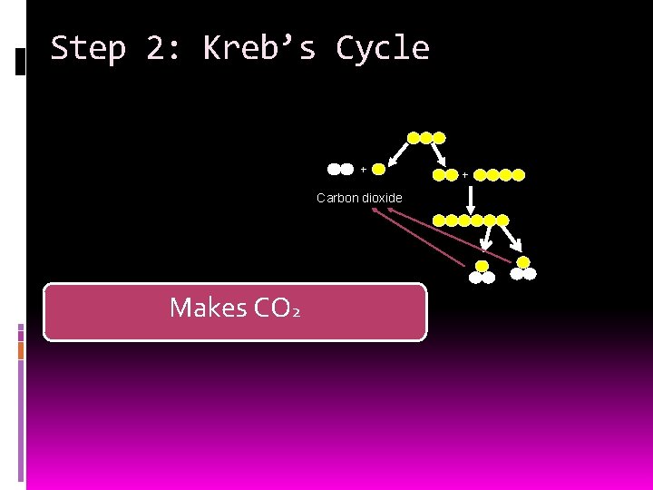 Step 2: Kreb’s Cycle + Carbon dioxide Makes CO 2 + 