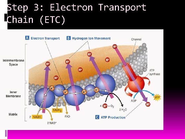 Step 3: Electron Transport Chain (ETC) 