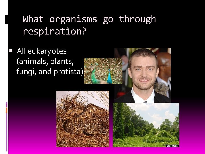 What organisms go through respiration? All eukaryotes (animals, plants, fungi, and protista) 