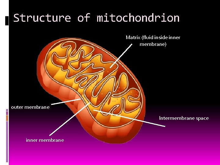 Structure of mitochondrion Matrix (fluid inside inner membrane) outer membrane Intermembrane space inner membrane