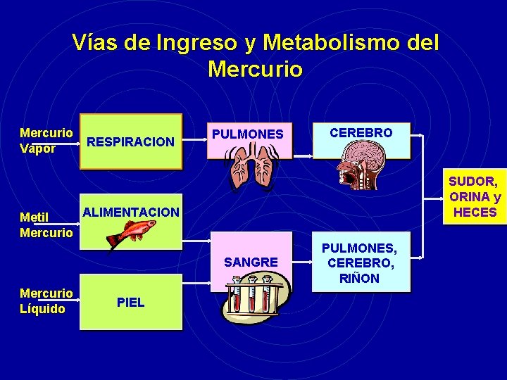 Vías de Ingreso y Metabolismo del Mercurio Vapor RESPIRACION PULMONES CEREBRO SUDOR, ORINA y