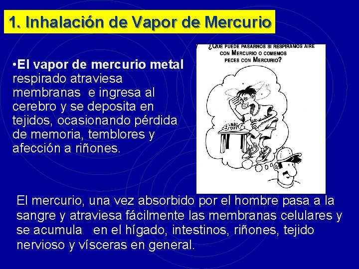 1. Inhalación de Vapor de Mercurio • El vapor de mercurio metal respirado atraviesa