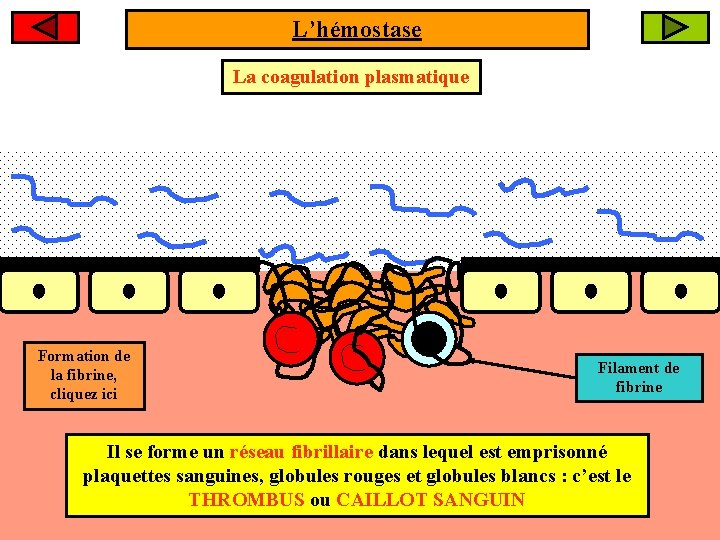 L’hémostase La coagulation plasmatique Formation de la fibrine, cliquez ici Filament de fibrine Il