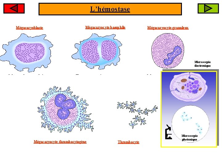 L’hémostase Mégacaryoblaste Mégacaryocyte basophile Mégacaryocyte granuleux Microscopie électronique Mégacaryocyte thrombocytogène Thrombocyte Microscopie photonique 