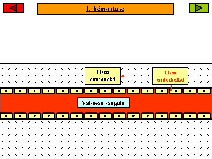 L’hémostase Tissu conjonctif Vaisseau sanguin Tissu endothélial 