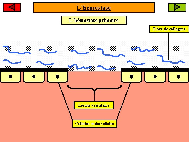 L’hémostase primaire Fibre de collagène Lésion vasculaire Cellules endothéliales 