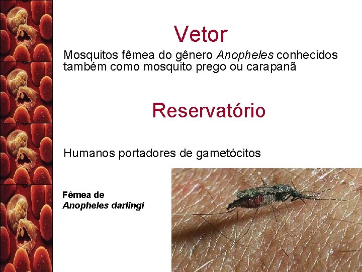 Vetor Mosquitos fêmea do gênero Anopheles conhecidos também como mosquito prego ou carapanã Reservatório