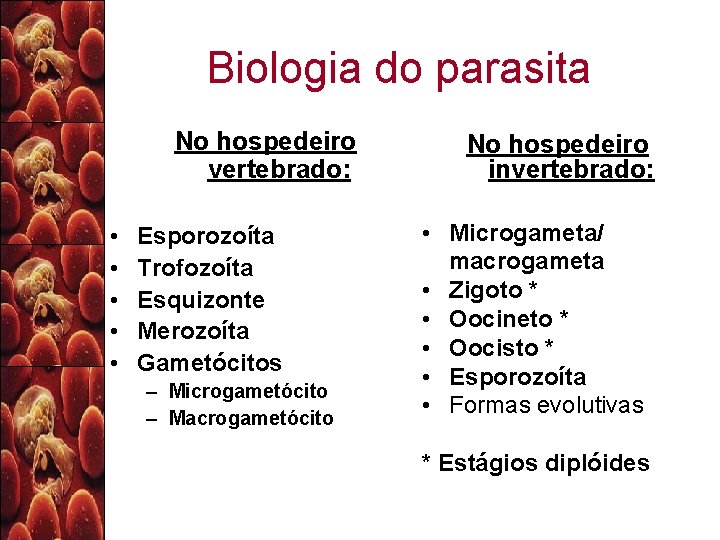 Biologia do parasita No hospedeiro vertebrado: • • • Esporozoíta Trofozoíta Esquizonte Merozoíta Gametócitos