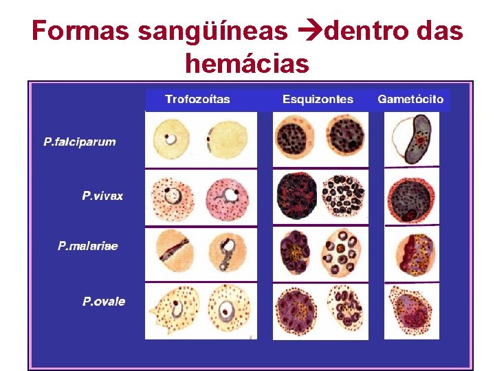 Formas sangüíneas dentro das hemácias 