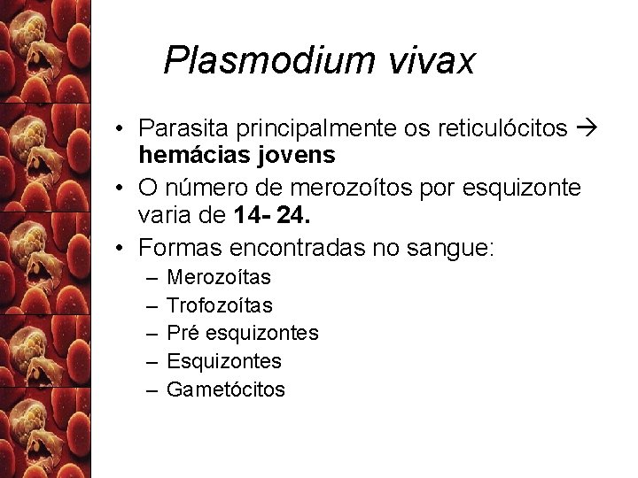 Plasmodium vivax • Parasita principalmente os reticulócitos hemácias jovens • O número de merozoítos