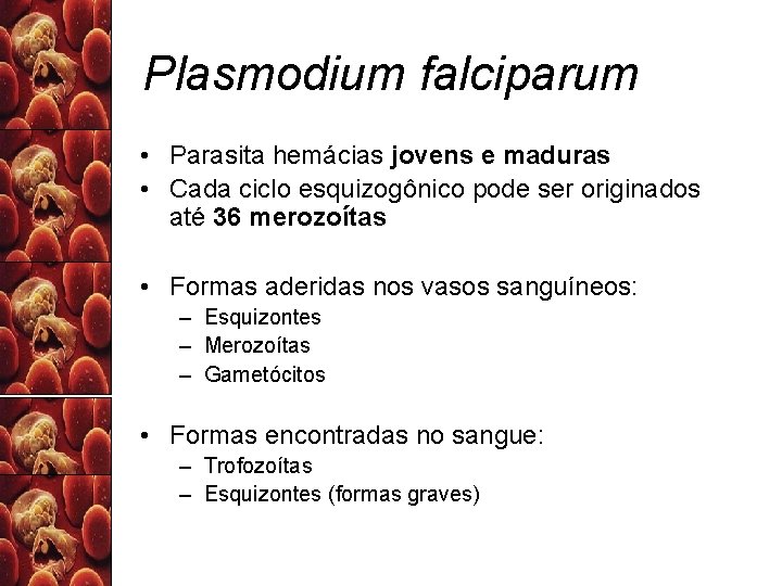 Plasmodium falciparum • Parasita hemácias jovens e maduras • Cada ciclo esquizogônico pode ser
