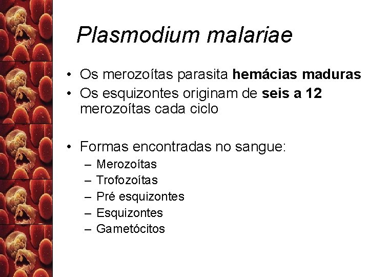 Plasmodium malariae • Os merozoítas parasita hemácias maduras • Os esquizontes originam de seis