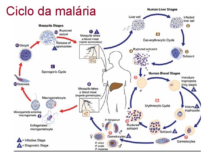 Ciclo da malária 