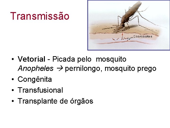 Transmissão • Vetorial - Picada pelo mosquito Anopheles pernilongo, mosquito prego • Congênita •