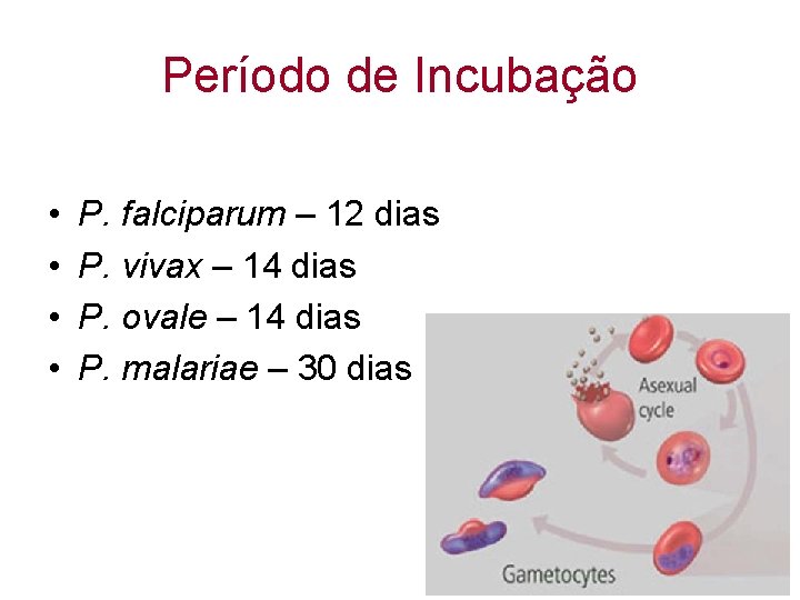 Período de Incubação • • P. falciparum – 12 dias P. vivax – 14