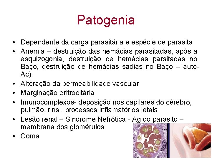 Patogenia • Dependente da carga parasitária e espécie de parasita • Anemia – destruição