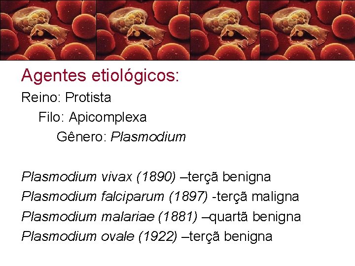 Agentes etiológicos: Reino: Protista Filo: Apicomplexa Gênero: Plasmodium vivax (1890) –terçã benigna Plasmodium falciparum
