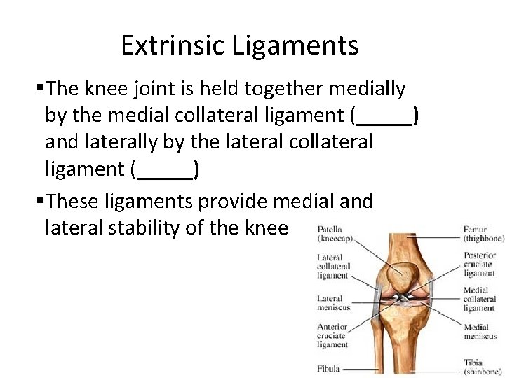 Extrinsic Ligaments §The knee joint is held together medially by the medial collateral ligament