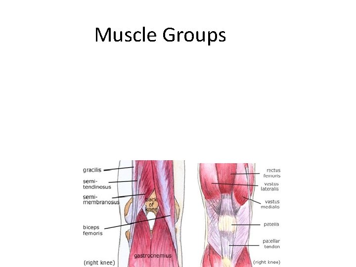 Muscle Groups 