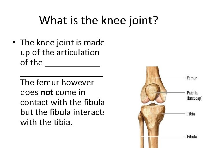 What is the knee joint? • The knee joint is made up of the