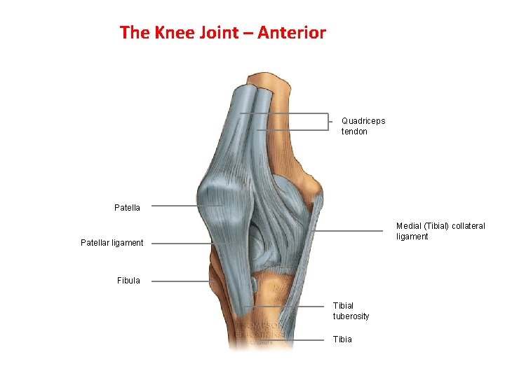 The Knee Joint – Anterior Quadriceps tendon Patella Medial (Tibial) collateral ligament Patellar ligament