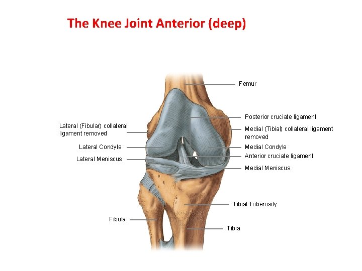 The Knee Joint Anterior (deep) Femur Posterior cruciate ligament Lateral (Fibular) collateral ligament removed