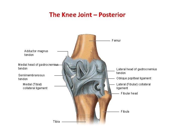 The Knee Joint – Posterior Femur Adductor magnus tendon Medial head of gastrocnemius tendon