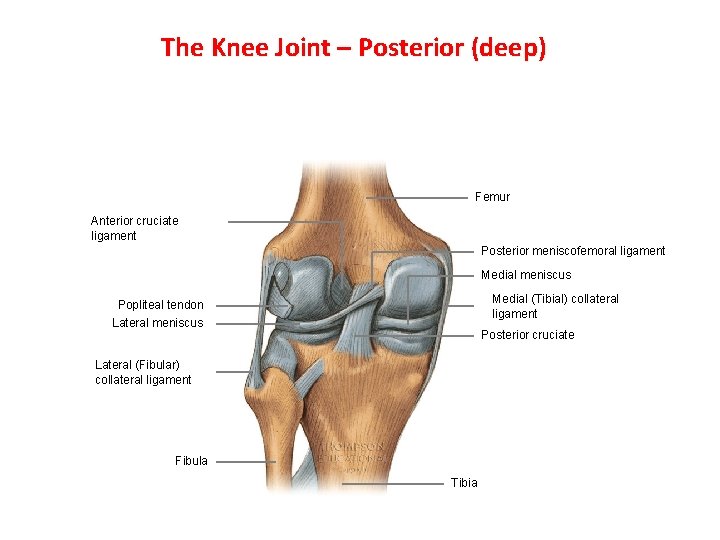 The Knee Joint – Posterior (deep) Femur Anterior cruciate ligament Posterior meniscofemoral ligament Medial