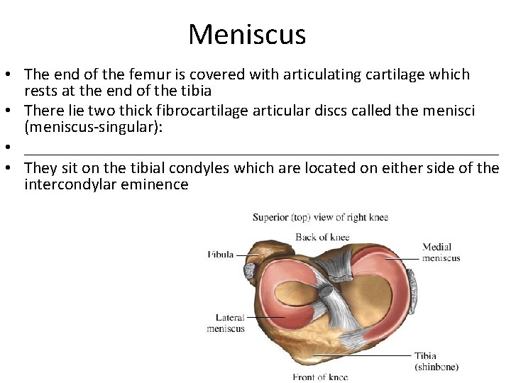 Meniscus • The end of the femur is covered with articulating cartilage which rests