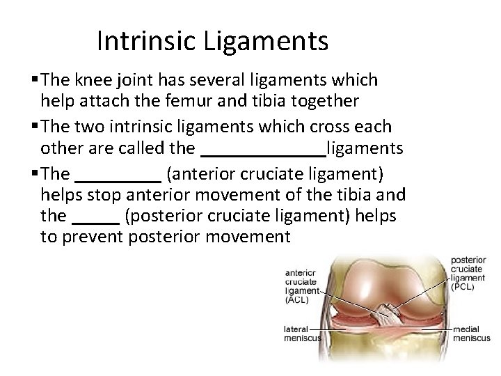 Intrinsic Ligaments § The knee joint has several ligaments which help attach the femur