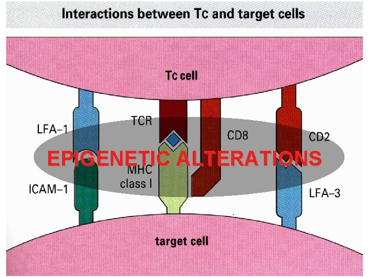 EPIGENETIC ALTERATIONS 
