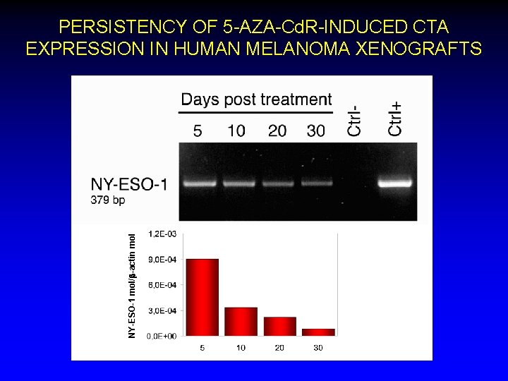 NY-ESO-1 mol/b-actin mol PERSISTENCY OF 5 -AZA-Cd. R-INDUCED CTA EXPRESSION IN HUMAN MELANOMA XENOGRAFTS